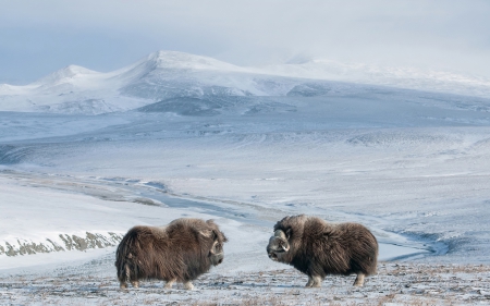 Animal - snow, fur, nature, ANimal