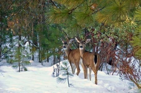 Winter - iarna, capriori, padure, zapada