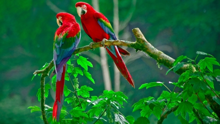 Parrot - fly, animal, bird, parrot