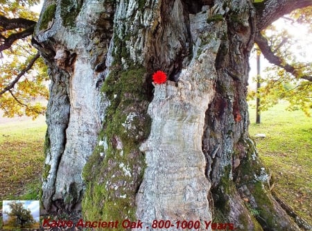 Kaive Ancient Oak. - history, trees, nature, others