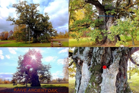 Kaive Ancient Oak. - nature, others, trees, history