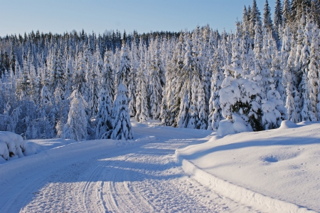 Winter - landscape, trees, winter, road, path, nature, winter time, snow, splendor, snowy