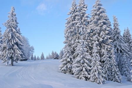 Winter - cottage, landscape, trees, winter, nature, winter time, snow, splendor, snowy