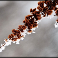 Frosty morning