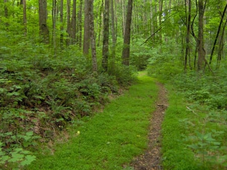 Standing Stone State Park, Tennessee - tennessee, trees, stone, bushes, forest, leaves, path, trail, standing, nature, green, state, park