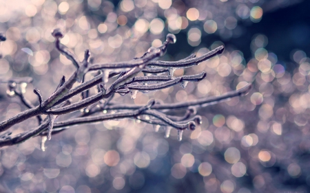 Frozen - ice, frozen, branch, winter, purple, lights, macro, icicles