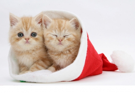 ~ ♥ღ Merry Christmas ღ♥ ~ - cats, ginger kitten, Santa hat, animals