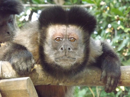 Brown Capuchin looking At the Camera - brown capuchin, primate, monkey, capuchin