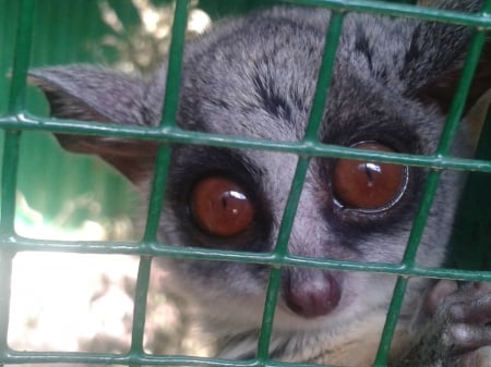 Cute Female Bushbaby Looking At Camera - primate, female bushbaby, female animals, bushbaby