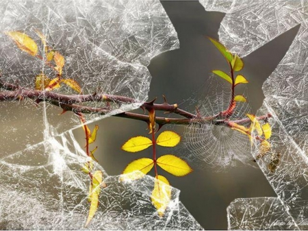 broken window - window, photography, leaves, tree, nature