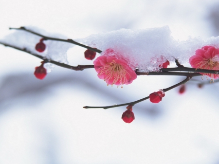 Snowy branch - snow, branch, winter, flowers, spring