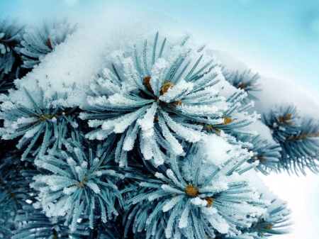 Frozen spruce - frozen, winter, spruce, snow, surface