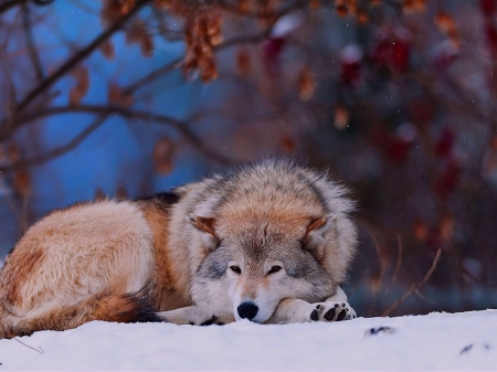 Wolf lying in snow - trees, forest, cold, wolf wallpapers, snow backgrounds, lying images