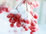 Snow berry