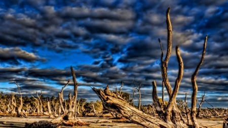 a forest of driftwood on a beach hdr - sky, driftwood, clouds, beach, hdr