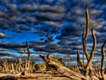 a forest of driftwood on a beach hdr