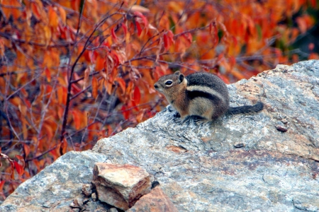 Chipmunk in Autumn - fall, squirrel, leaves, nature, colors