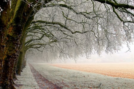 Winter - nature, trees, winter time, landscape, snow, winter