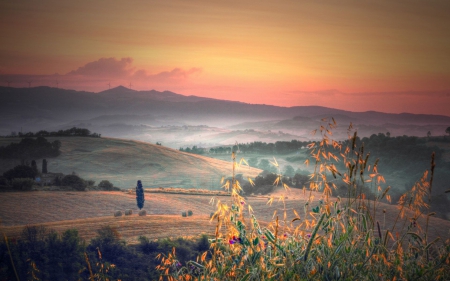 wild flowers in a beautiful landscape - flowers, hills, sunset, mountains, windmills, farms