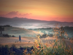 wild flowers in a beautiful landscape