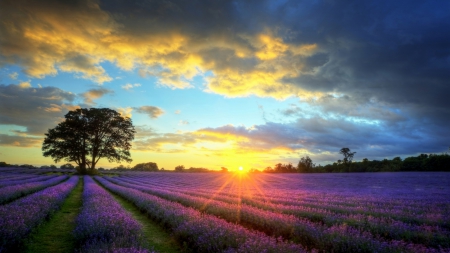 sunrise over lavender fields - fields, clouds, tree, flowers, sunrise