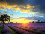 sunrise over lavender fields