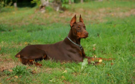 Red Baron - red, pets, dobies, animals, dogs, dobermans