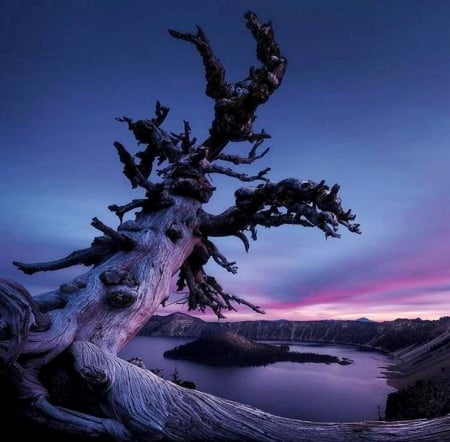 There - lake, tree, violet, blue