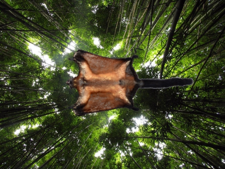 giant flying squirrel - trees, high, above, flight