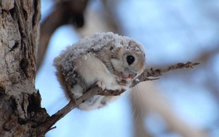 Japanese flying squirrel - sits, cold, snow, branch