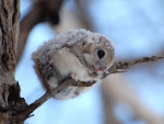 Japanese flying squirrel