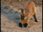 maned wolf pup