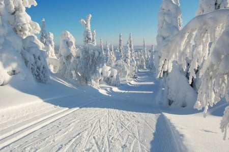 *** Amazing winter *** - forest, winter, trees, nature, snow