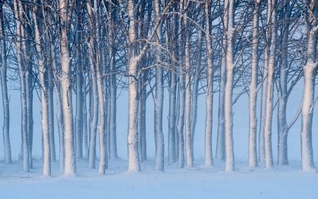 *** Winter in forest *** - winter, nature, forest, snow