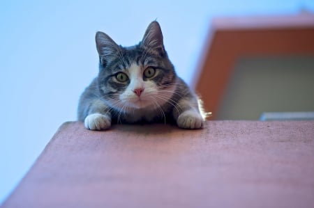 Cat - sleepy, cute, beautiful, cat, sleeping, kitty, cats, hat, cat face, paws, face, animals, pretty, beauty, sweet, kitten, lovely