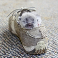 Cat in Cat