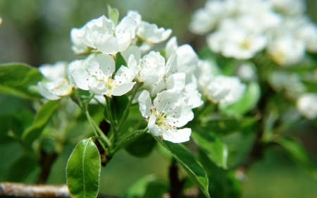 Flower - plant, nature, tree, flower