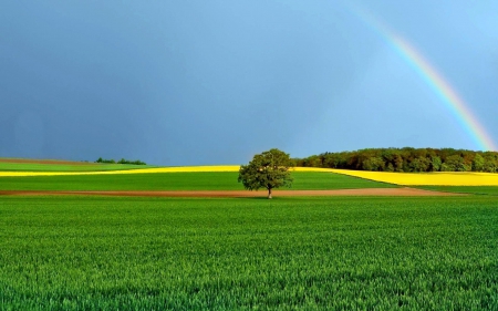 Rainbow - Rainbow, field, grass, tree