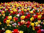 Colorful Tulips