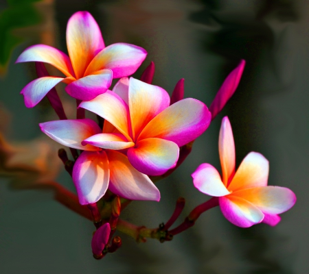 Plumeria - nature, pretty, pink, petals, flowers, lovely, plumeria