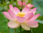 The Lovely Lotus