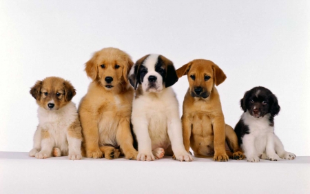 Dogs - animal, pretty, cute, animals, beautiful, sweet, puppy, puppys, dogs, lovely, dog