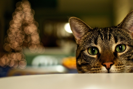 Cat - sleepy, cute, beautiful, cat, sleeping, kitty, cats, hat, cat face, paws, face, animals, pretty, beauty, sweet, kitten, lovely