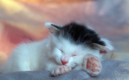 Cat - pretty, cat face, sleepy, paws, kitten, cats, face, sleeping, hat, beautiful, beauty, lovely, sweet, cat, cute, animals, kitty