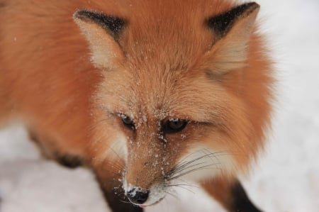 Red fox - snowy fox, winter, predators, fox, snow, sweet, nature, cute, animals, wildlife, red fox, wild, wallpaper