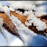 Winter frost