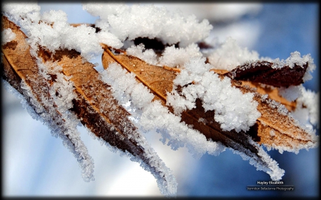 Winter frost - abstract, branch, winter, frosted, photography, HD, leaves, tree, ice, frozen, nature, macro, cold, frost, leaf, wallpaper