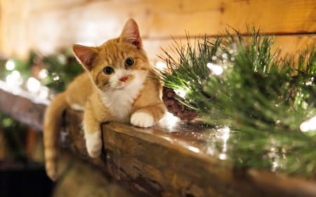 Waiting For Christmas - beautiful, holidays, christmas, kitten, cute, cats, adorable, animals, kitty