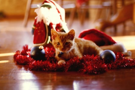 Sweet Cat - hat christmas, cat, sweet animals, santa claus, lovely