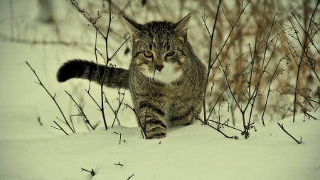 coming home... - winter, nature, cat, snow